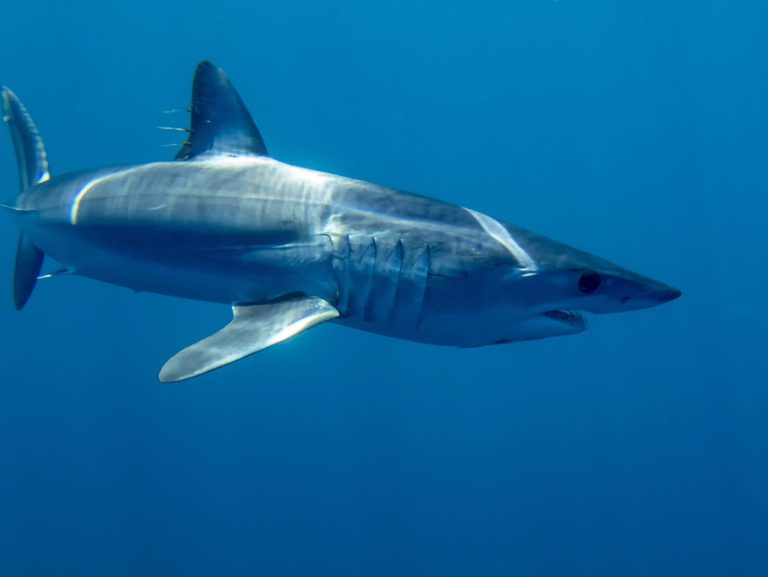 mako shark