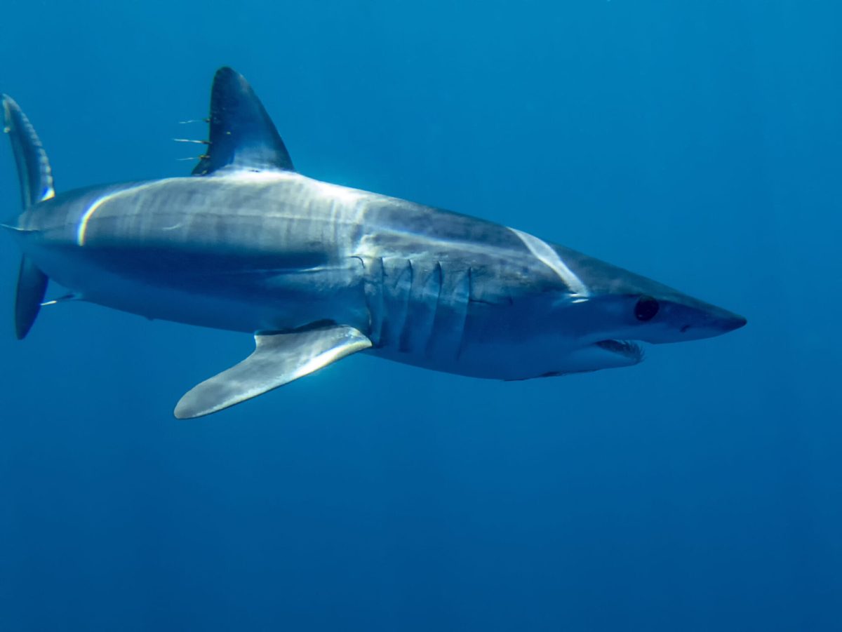mako shark