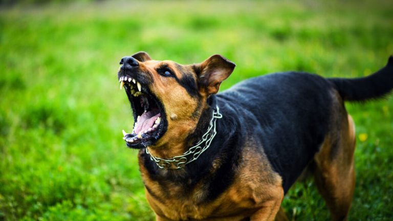 angry_dog_arthrou